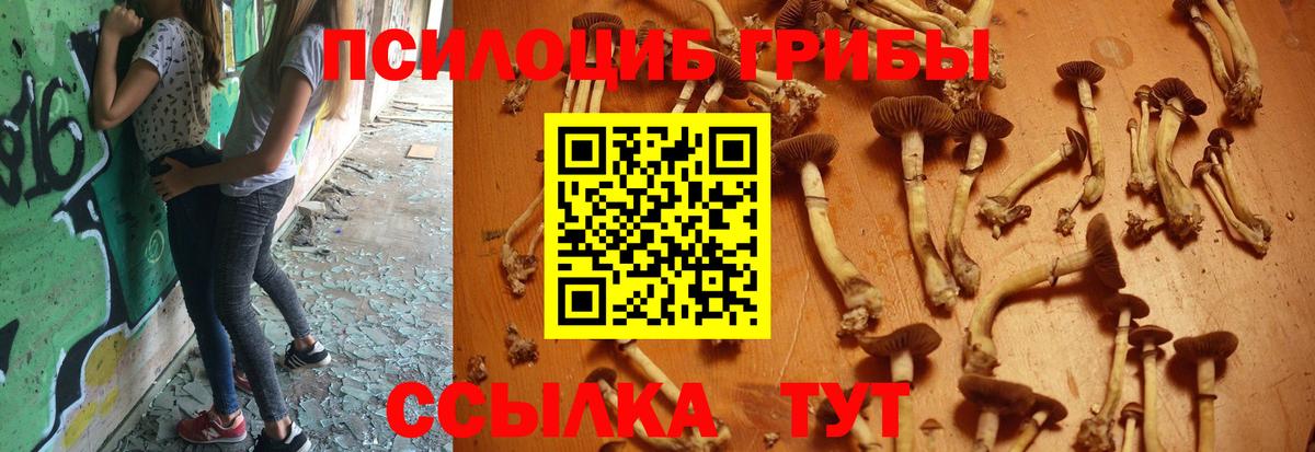 Псилоцибиновые грибы GOLDEN TEACHER Александров